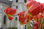 tulipes GP2 et église.jpg